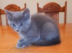 fanny - Russian Blue Kitten For Sale - 