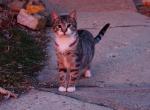 Mr Stripes - Domestic Cat For Sale - 