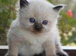 cathy - Ragdoll Cat For Sale - 