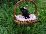 Panther - Domestic Kitten For Sale - MO, US
