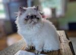 Tortie points Himalayan - Persian Kitten For Sale - RI, US