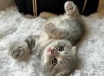 Milo - Scottish Fold Kitten For Sale - Abingdon, MD, US