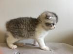 kells - Scottish Fold Kitten For Sale - Houston, TX, US