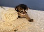 Mojito Ruddy - Somali Kitten For Sale - 