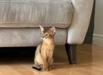 Ariel - Abyssinian Kitten For Sale - Toronto, Ontario, CA