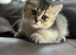 Miaa - Scottish Straight Kitten For Sale - Orlando, FL, US