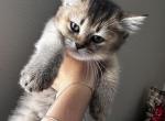 Mia - Scottish Straight Kitten For Sale - Orlando, FL, US