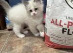 Stormi - Ragdoll Kitten For Sale - Newark, DE, US