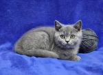 Gray - British Shorthair Kitten For Sale - Bridgewater, VA, US