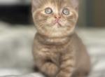 Milkduts - British Shorthair Kitten For Sale - NJ, US