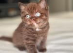 Truffle - British Shorthair Kitten For Sale - NJ, US