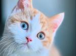 Pete - British Shorthair Kitten For Sale - NJ, US