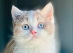 Princess Peach - British Shorthair Kitten For Sale - NJ, US