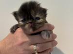Willow - Persian Kitten For Sale - 