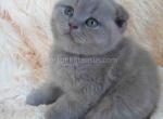 Loc in Conroe lilac solid scottish fold baby boy - Scottish Fold Kitten For Sale - Houston, TX, US