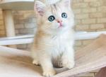 Milasha blue golden shell ay 12 baby girl - British Shorthair Kitten For Sale - Houston, TX, US