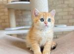 Archita orange golden shell ny 12 baby girl - British Shorthair Kitten For Sale - Houston, TX, US