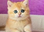 Bonnie ny 12 orange golden shell baby girl - British Shorthair Kitten For Sale - Houston, TX, US