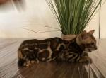 Brown Bengals - Bengal Kitten For Sale - Livermore, CA, US