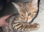 Nala - Bengal Kitten For Sale - Pennsville Township, NJ, US