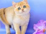 Elina ny 11 golden shaded british chinchilla girl - British Shorthair Kitten For Sale - Houston, TX, US