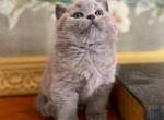 LUXURY BRITISH SHORTHAIR BLUE KITTENS - British Shorthair Kitten For Sale - CT, US