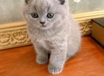 LUXURY BRITISH SHORTHAIR BLUE KITTENS GIRL - British Shorthair Kitten For Sale - Darien, CT, US