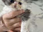 Fendi - Ragamuffin Kitten For Sale - 