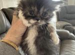 Chase - Ragamuffin Kitten For Sale - Oklahoma City, OK, US