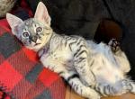 F4 Silver Savannah Kittens - Savannah Kitten For Sale - Benson, AZ, US