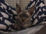 Lala - Devon Rex Kitten For Sale - Lynchburg, VA, US