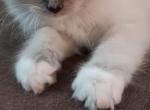 Tica ragdoll litter - Ragdoll Kitten For Sale - Pittsburgh, PA, US