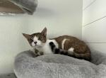 Tally - Devon Rex Cat For Sale - Cleburne, TX, US