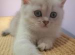 Scottish Chinchilla - Scottish Straight Kitten For Sale - Brooklyn, NY, US