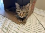 Patrick - Domestic Cat For Adoption - 
