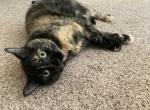 Cinder - Domestic Cat For Adoption - Indianapolis, IN, US