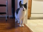 Spunky - Domestic Cat For Adoption - 