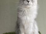 Andex - Maine Coon Kitten For Sale - New York, NY, US