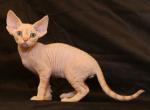 Cristian - Devon Rex Kitten For Sale - New York, NY, US