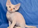 Capitan - Devon Rex Kitten For Sale - New York, NY, US