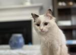 Miss Piggy - Ragdoll Kitten For Sale - Kearneysville, WV, US