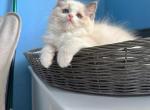 Felix - Ragdoll Kitten For Sale - 
