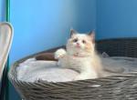 Mia - Ragdoll Kitten For Sale - 
