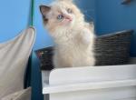 Charlie - Ragdoll Kitten For Sale - Diamond Bar, CA, US