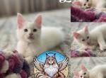 Cosmos - Maine Coon Kitten For Sale - 