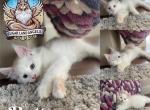 Buttercup - Maine Coon Kitten For Sale - Leominster, MA, US