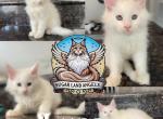 Luna - Maine Coon Kitten For Sale - Leominster, MA, US