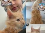 Tiger Lily - Maine Coon Kitten For Sale - Leominster, MA, US