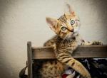 F6 Girl Ms Orange - Savannah Kitten For Sale - 
