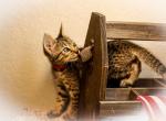 Miss Pink - Savannah Kitten For Sale - 